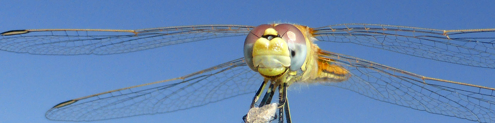 images/headers/libelle4_bijgesneden.jpg